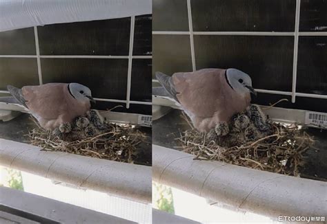 窗戶鳥巢|影／窗台有鳥窩！女兒抱怨10多年「看牠臉色」開冷氣。